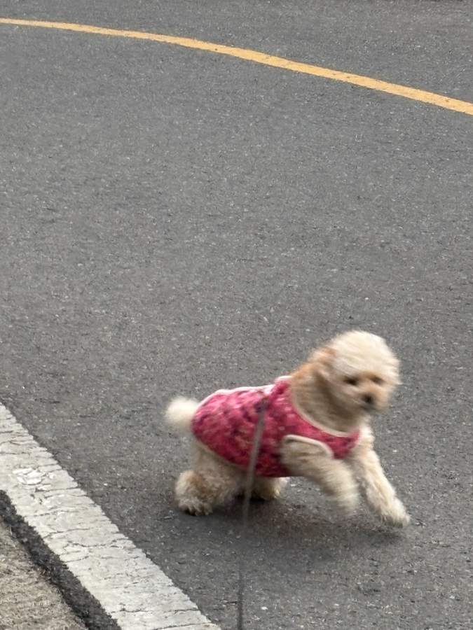 aaa